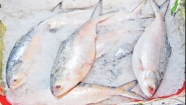 ইলিশ দুর্লভ হওয়ার ইতিকথা