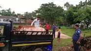 কুলাউড়ায় চোরাই গরু উদ্ধার, পিকআপ-গাড়ি জব্দ