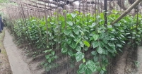 হাইমচরের অর্থকরী ফসল পান, দুর্যোগে প্রণোদনা নেই কেন?