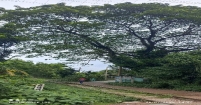 শতবর্ষী কড়ই গাছ : ইতিহাসের নীরব সাক্ষী