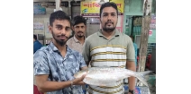 লক্ষ্মীপুরে ধরা পড়লো ৩ কেজির রাজা ইলিশ, চাঁদপুরে ১৬ হাজার টাকায় বিক্রি