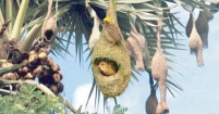 তাল গাছ কেটে বাবুই পাখির বাসা নষ্ট
