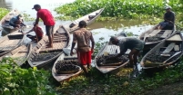 শামুকের খোঁজে: আড়িয়াল বিলের বুকে নতুন জীবন