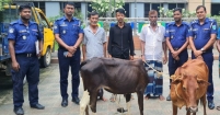 বড়লেখায় চোরাই গরু উদ্ধার, চোর চক্রের ৩ সদস্য গ্রেপ্তার