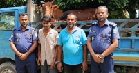 মতলব উত্তরে চোরাই গরু ও পিকআপসহ দু চোর আটক