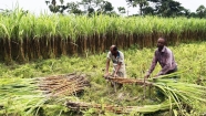 সুদিন ফেরাতে সরকারি পৃষ্ঠপোষকতা চায় ফরিদগঞ্জের আখ চাষিরা