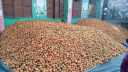 ২০ হাজার মেট্রিক টন উৎপাদন : লক্ষ্মীপুরে সুপারি চাষে আগ্রহ বাড়ছে কৃষকের