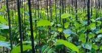 দিশেহারা হাইমচর-ফরিদগঞ্জের চাষিরা