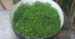 ধনিয়া চাষে সফলতা : ফাঁকা ছাদেই এখন সবুজ সম্ভাবনা