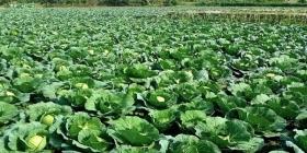 চাঁদপুর জেলায় শীতকালীন সবজি উৎপাদন প্রায় ১ লাখ মেট্রিক টন