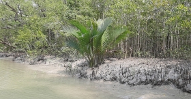 প্লাস্টিক দূষণে শ্বাসরুদ্ধ সুন্দরবন : পরিবেশ ও জীববৈচিত্র্যের বিপর্যয়ের আশঙ্কা