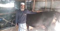 দক্ষিণ কোরিয়া ফেরত জসিম গাজীর খামারের দুধ-মাংসে স্বনির্ভর তরপুরচণ্ডী