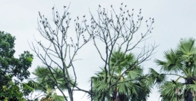 নীলু আর সাহসের আলো