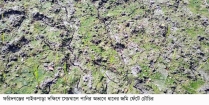 ফরিদগঞ্জের কড়ৈতলীতে সেচখালে পানি-স্বল্পতা : ধানের জমি ফেটে চৌচির