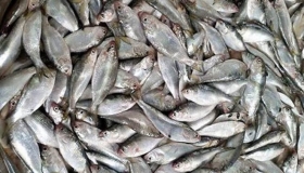 জাটকা রক্ষায় আজ থেকে দেশের ছয়টি অভয়াশ্রমে মাছ ধরা নিষিদ্ধ