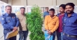 ২৫টি গাঁজা গাছসহ চাষী আটক
