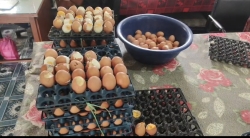 মতলব উত্তরে মিড ডে মিলে পচা ডিম পেলো শিক্ষার্থীরা