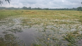 মতলব উত্তরে  কালবৈশাখী ঝড় ও শিলাবৃষ্টিতে পাঁচ শতাধিক  হেক্টরের ফসলী জমি আক্রান্ত!  উঠতি বোরো ধানের ক্ষয়ক্ষতির আশঙ্কা