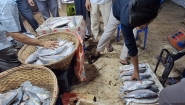 বাড়েনি ইলিশের সরবরাহ, কেজি প্রতি ইলিশের দাম ৪ হাজার টাকা