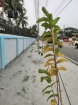 সবুজায়নের উদ্যোগে খুশি সাধারণ মানুষ