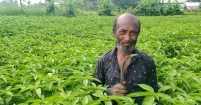 আগাম সবজি চাষ করে জীবিকা নির্বাহ করছেন প্রান্তিক কৃষক রফিক