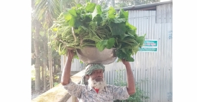 বাড়ি বাড়ি শাক বিক্রি করে সংসার চালাচ্ছেন মিছির আলী