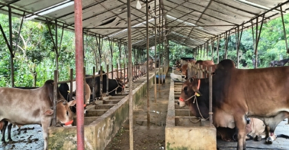 ২২৫টি হাটে জেলার চাহিদা মেটাতে কোরবানির পশু প্রস্তুত