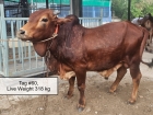 এবারও স্যাটকো ফার্মের ১৮-২০টি কোরবানির গরু বিক্রির জন্যে  প্রস্তুত