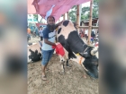 সন্তানের  মমতায় লালন : চাঁদপুরের পশুর হাটে 'খোকন ভাইয়ের' ১০ লাখ টাকার আকর্ষণীয় গরু