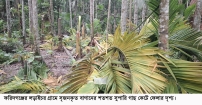 ফরিদগঞ্জের লাড়াইচরে সৃজনকৃত শত শত গাছ কেটে সাবাড়