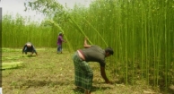 ন্যায্যমূল্য নিয়ে শঙ্কায় কৃষক