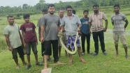 চা শ্রমিকদের মাঝে অজগর আতঙ্ক