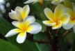 কাঠগোলাপী