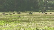 ভারী বৃষ্টিতে সবজি চাষিরা শঙ্কায়, তবে চাঁদপুরে নেই জলাবদ্ধতা
