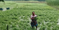 পরিশ্রম আর সততায় সফলতার গল্প কৃষক শফু মিজির