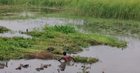 পাট জাগ দিতে বিড়ম্বনায় কৃষক