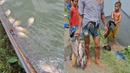 অক্সিজেন সংকটে মাছের মড়ক : ফরিদগঞ্জে মাথায় হাত মৎস্যচাষি হানিফ ভূঁইয়ার