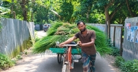 দেশীয় ঘাসেই ১২ গরুর খামার : স্বাবলম্বী সুমন খান