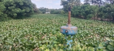 কচুরিপানায় ভরপুর সিআইপি বেড়িবাঁধের খাল।। নানা রোগের আশঙ্কা