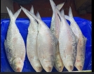 নিষিদ্ধ জাল ও ইলিশ জব্দ : দুই আড়তদারকে জরিমানা