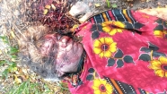 বলাখাল-রামপুর সড়কের পাশে মিললো নারীর লাশ, গাড়িচাপায় মৃত্যুর ধারণা