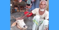 দিনের আলোতে গরু চুরি এবং শহরের বাজারে বিক্রি!