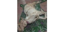 বিধবা হাসিনার একমাত্র ছাগলের মৃত্যু : পাশে দাঁড়ানোর অনুরোধ এলাকাবাসীর