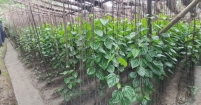 হাইমচরে বছরে ৫০ কোটি টাকার পান বিক্রি