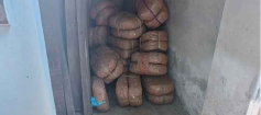 ফরিদগঞ্জে বিপুল গাঁজার সন্ধান