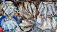 চাঁদপুরের সুনাম নষ্ট করছে বরিশালের পচা ইলিশ