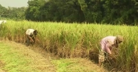 ধান মাড়াই আর খড় শুকাতে ব্যস্ত কৃষক-কৃষাণী