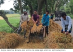 সিআইপি ও মেঘনা-ধনাগোদা সেচ প্রকল্পে বোরো ধানের বাম্পার ফলন