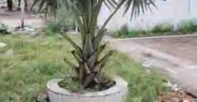 পরিবেশ সচেতনতায় ব্যতিক্রমী উদ্যোগ