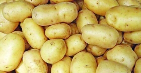 আলু চাষে সারের গুরুত্ব এবং সংকটে করণীয়